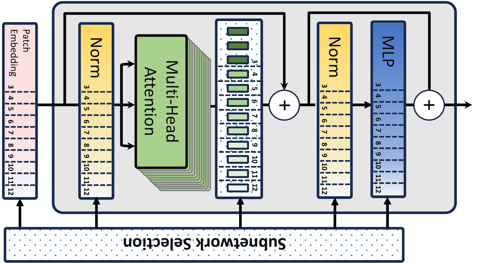 HydraViT Architecture